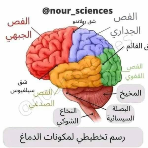 تشريح الدماغ