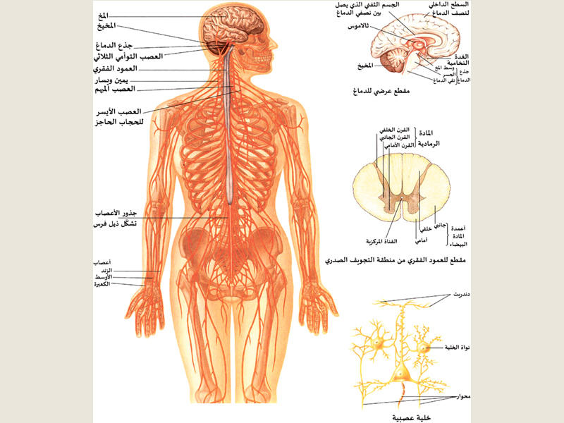 مكونات الجهاز العصبي